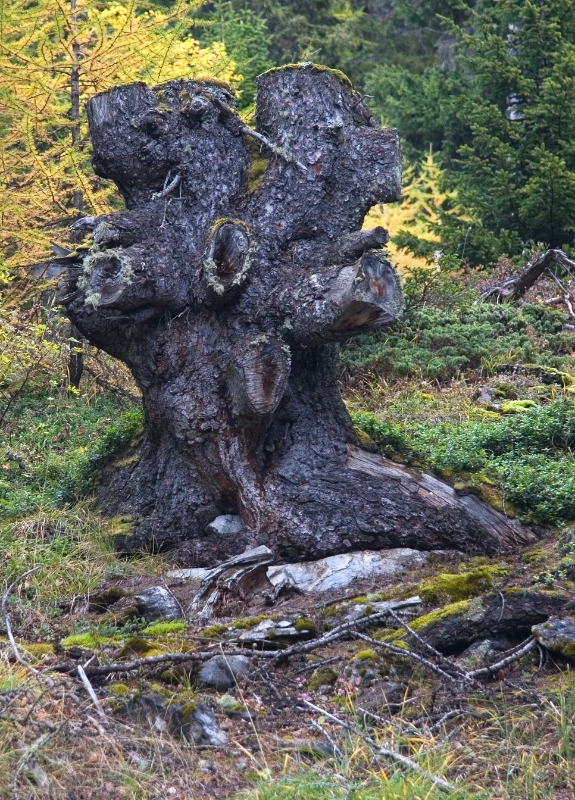 tree stump, Montana-Crans Switzerland.jpg